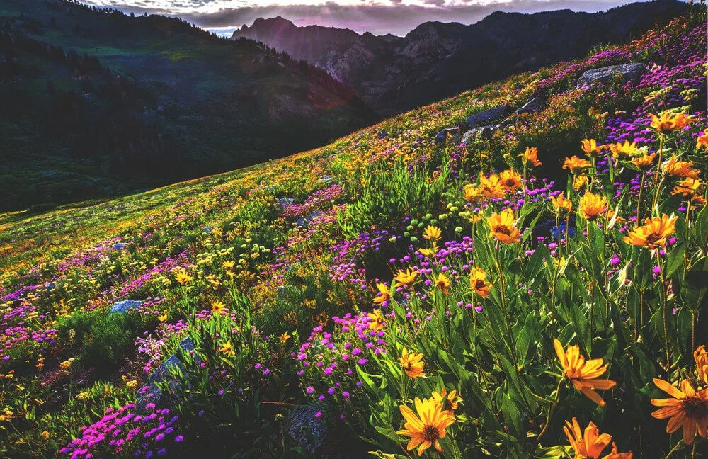 image of Alta Ski Area