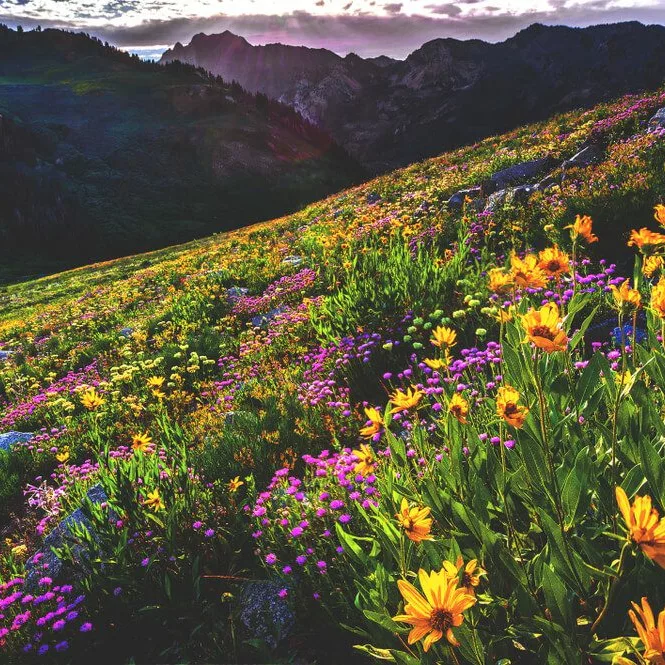 A photo of Alta Ski Area